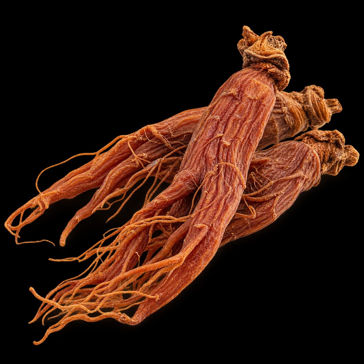 Ginseng rouge — الجنسنغ الأحمر, racine