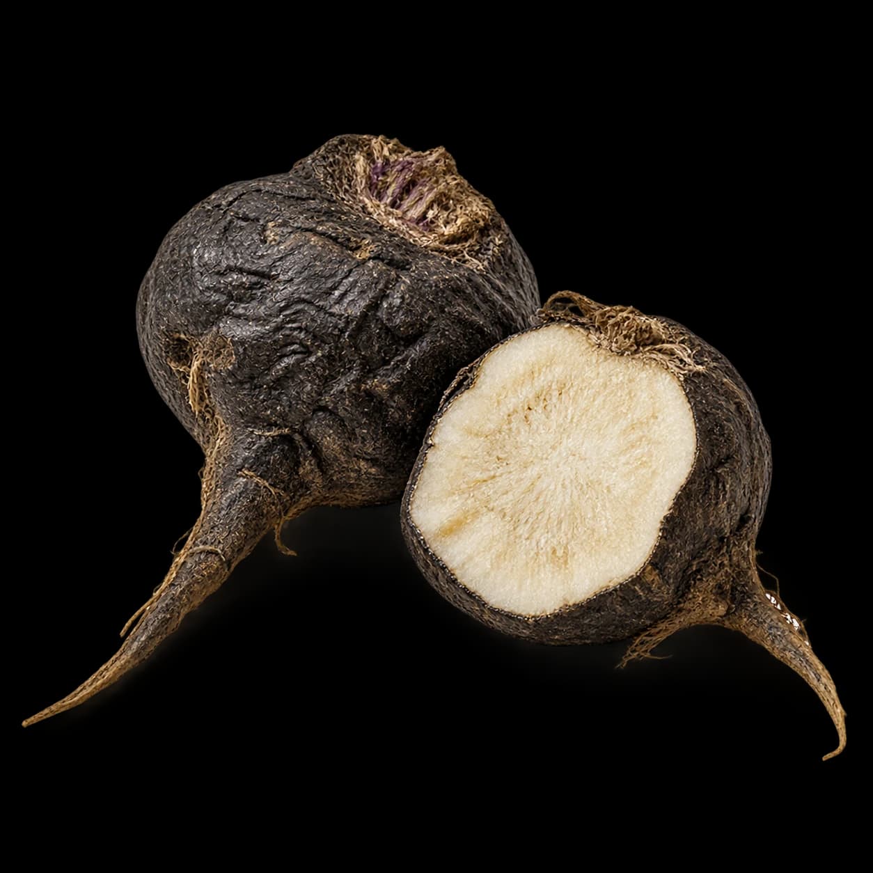 Maca noire — الماكا السوداء, racine